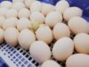 Chicken Incubator