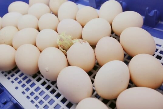 Chicken Incubator