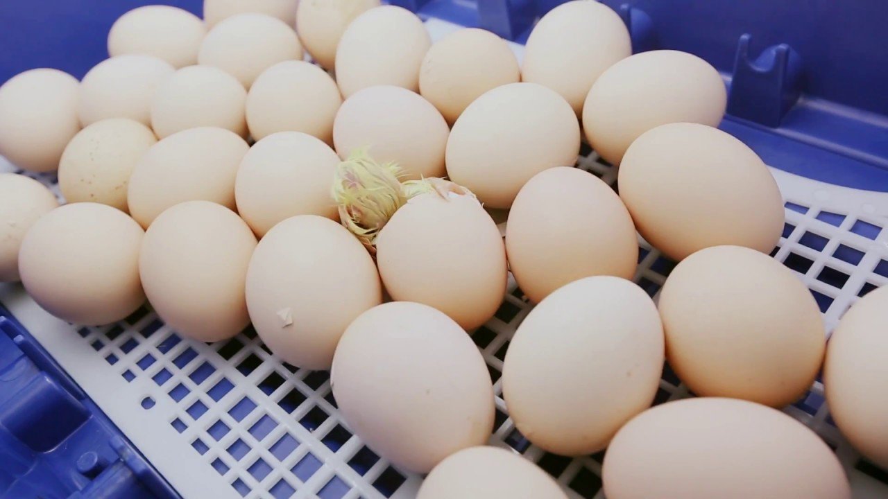 step by step chicken incubation process