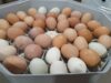 Chicken Incubator