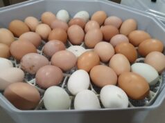 Chicken Incubator