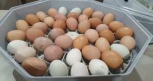 Chicken Incubator