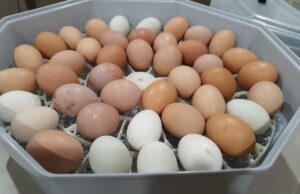 Chicken Incubator