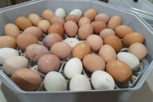 Chicken Incubator