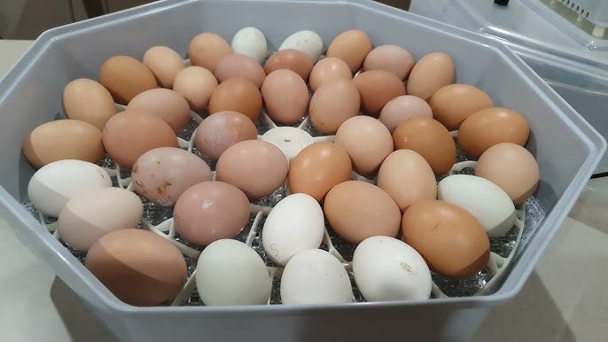 how to avoid deformities in chicks