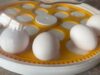 Chicken Incubator