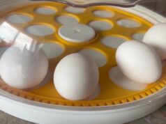 Chicken Incubator