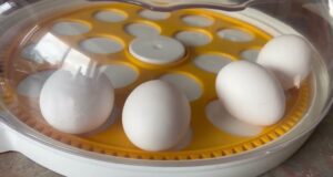 Chicken Incubator