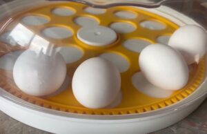 Chicken Incubator