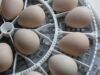 Chicken Incubator