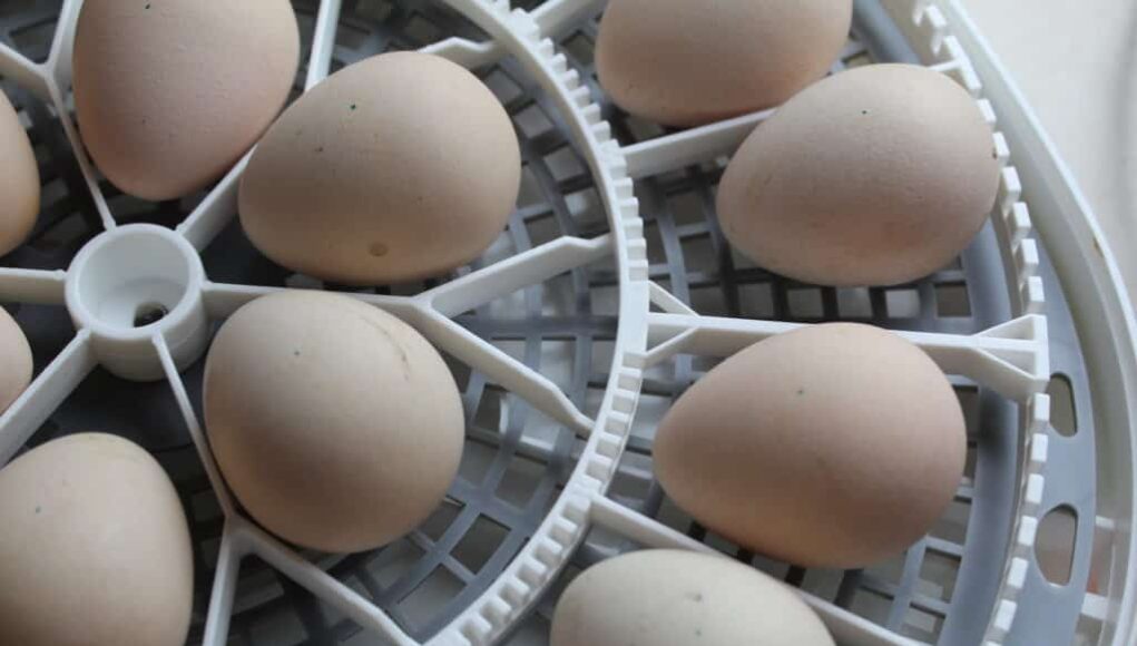 Chicken Incubator