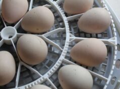 Chicken Incubator