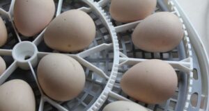 Chicken Incubator
