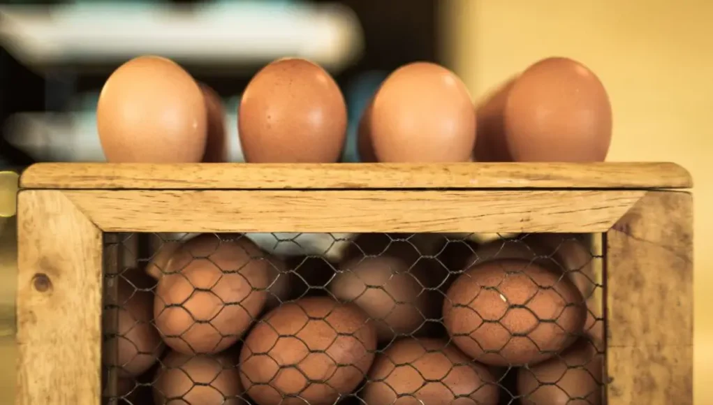Chicken Incubator