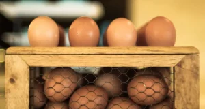 Chicken Incubator