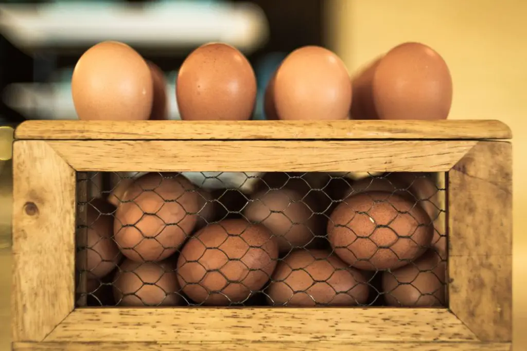 lockdown phase in chicken incubator