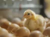 Chicken Incubator