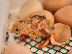 Chicken Incubator
