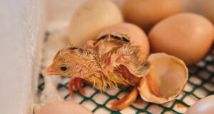 Chicken Incubator