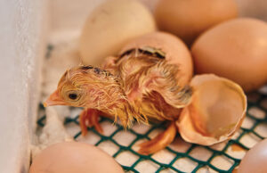 Chicken Incubator