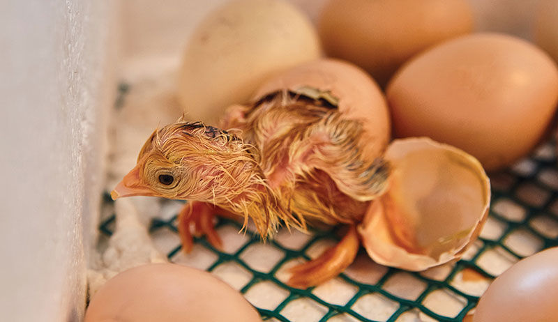 DIY chicken incubator setup