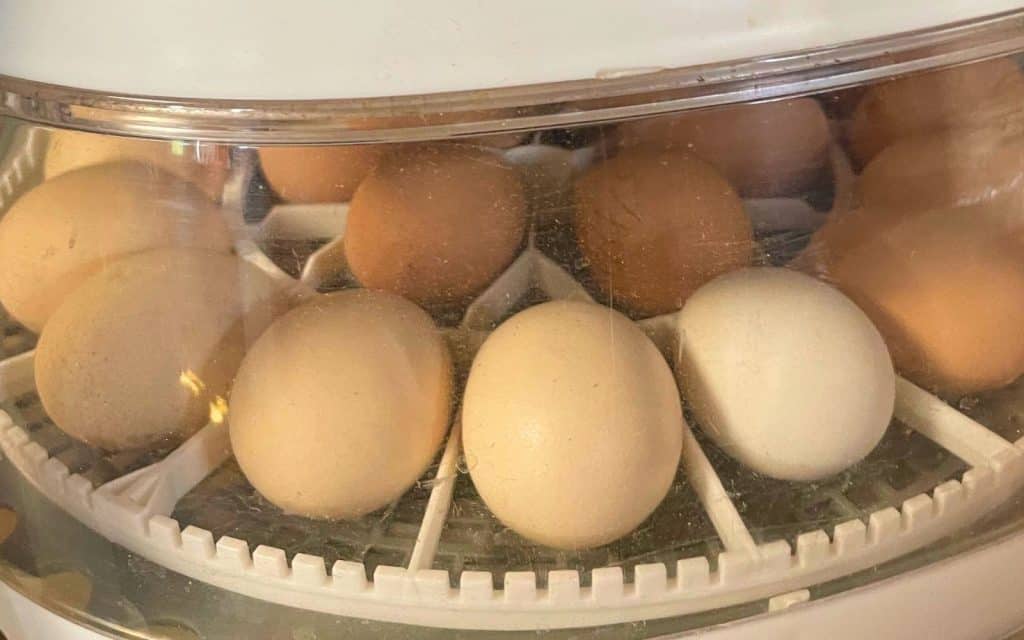 when to stop turning eggs in incubator