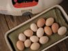 Chicken Incubator