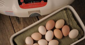 Chicken Incubator