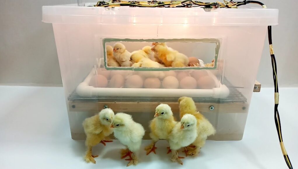 Chicken Incubator