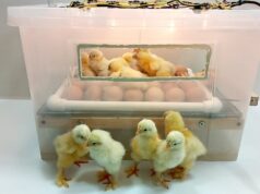 Chicken Incubator