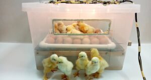Chicken Incubator
