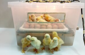 Chicken Incubator