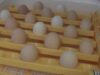 Chicken Incubator