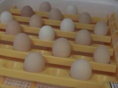Chicken Incubator