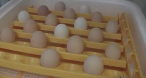 Chicken Incubator