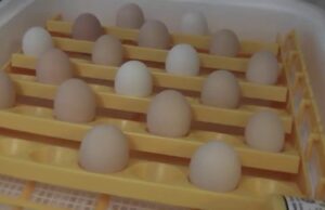 Chicken Incubator