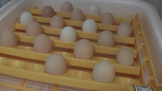 egg incubation timeline