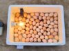 Chicken Incubator