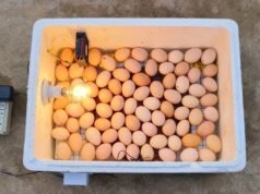 Chicken Incubator
