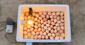 Chicken Incubator