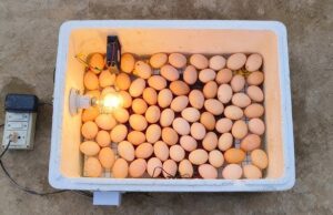 Chicken Incubator