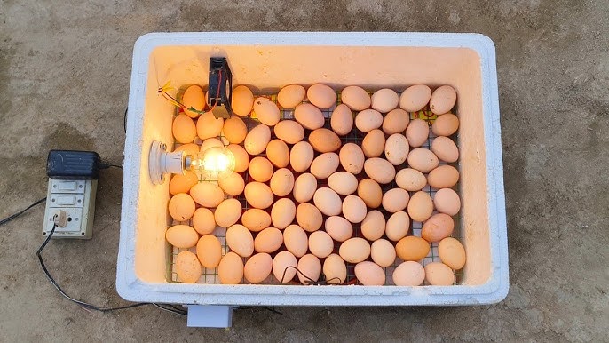 how to select eggs for incubation