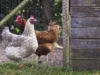 Eco-Friendly Chicken Keeping