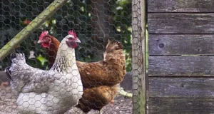 Eco-Friendly Chicken Keeping