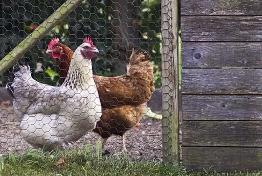 Eco-Friendly Chicken Keeping