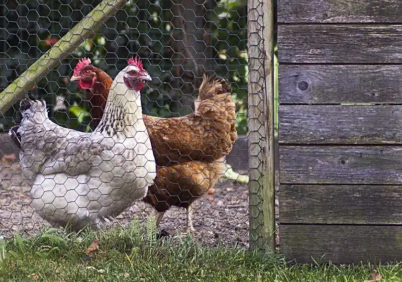Eco-Friendly Chicken Keeping Eco-Friendly Chicken Keeping